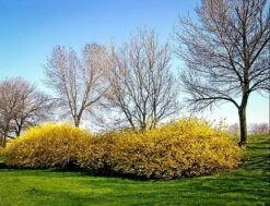 Lynwood Gold Forsythia