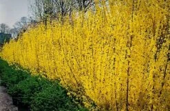 Lynwood Gold Forsythia -The Tree Center Store lynwood gold forsythia 2 600x391 1