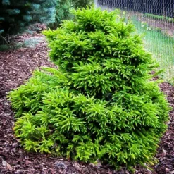 Magic Dragon Cryptomeria Japanese Cedar