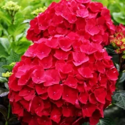 Magical Ruby Red Hydrangea -The Tree Center Store magical ruby red hydrangea 2 jpg webp e1695653332126