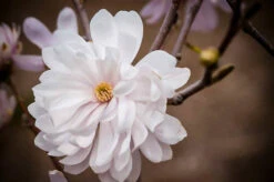 Centennial Blush Magnolia -The Tree Center Store magnolia centennial blush 2 600x399 1