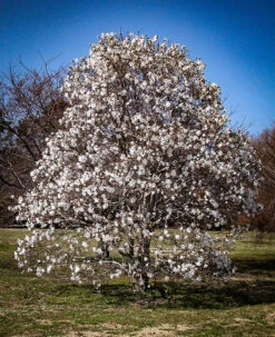 Centennial Blush Magnolia -The Tree Center Store magnolia centennial blush 4 600x736 1