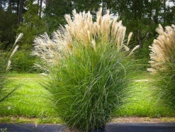 Maiden Grass -The Tree Center Store maiden grass gracilis 1 600x451 1
