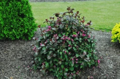Merlot Rose Weigela -The Tree Center Store merlot rose weigela 2 600x399 1