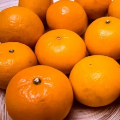 Miho Satsuma Orange Tree -The Tree Center Store miho satsuma 1 jpg webp