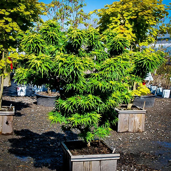 Mikawa Yatsubusa Japanese Maple 2 Mikawa Yatsubusa Japanese Maple - Image 2