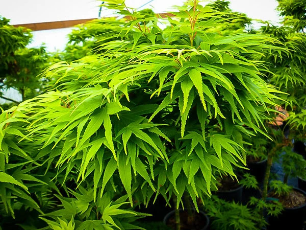 Mikawa Yatsubusa Japanese Maple 4 Mikawa Yatsubusa Japanese Maple - Image 4