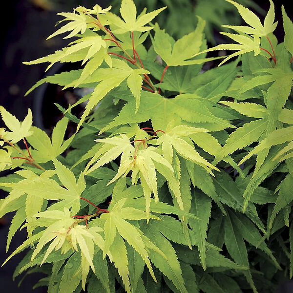 Mikawa Yatsubusa Japanese Maple 3 Mikawa Yatsubusa Japanese Maple - Image 3