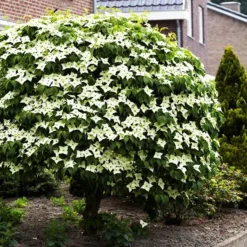Milky Way Kousa Dogwood Tree