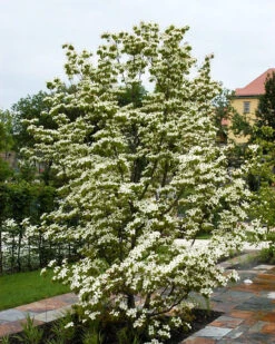 Milky Way Kousa Dogwood Tree -The Tree Center Store milky way kousa dogwood 3 1 600x750 1