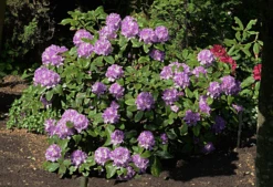 Minnetonka Rhododendron -The Tree Center Store minnetonka rhododendron 1 1 600x411 1