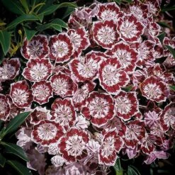 Minuet Mountain Laurel -The Tree Center Store minuet mountain laurel 1 600x600 1