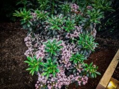 Minuet Mountain Laurel -The Tree Center Store minuet mountain laurel 2 scaled 600x450 1