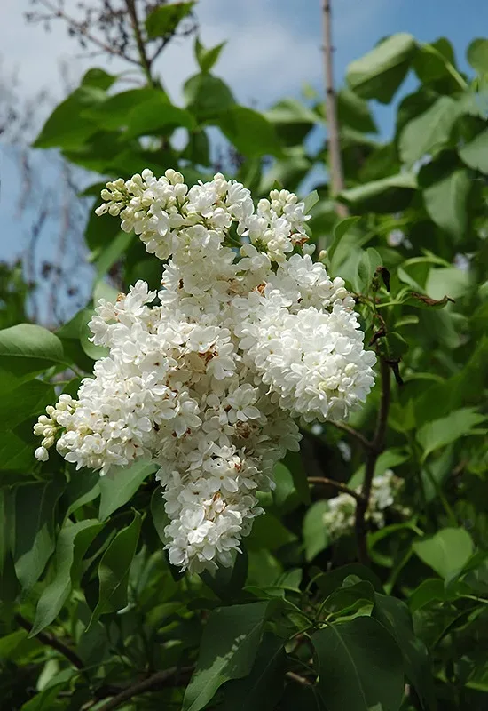 Miss Ellen Wilmott Lilac 2 Miss Ellen Wilmott Lilac - Image 2