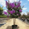Miss Sandra Crape Myrtle
