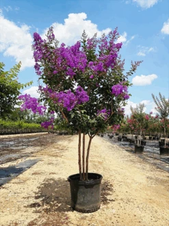 Miss Sandra Crape Myrtle