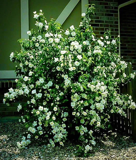 Mock Orange 3 Mock Orange - Image 3