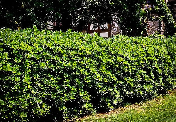 Mock Orange 1 Mock Orange