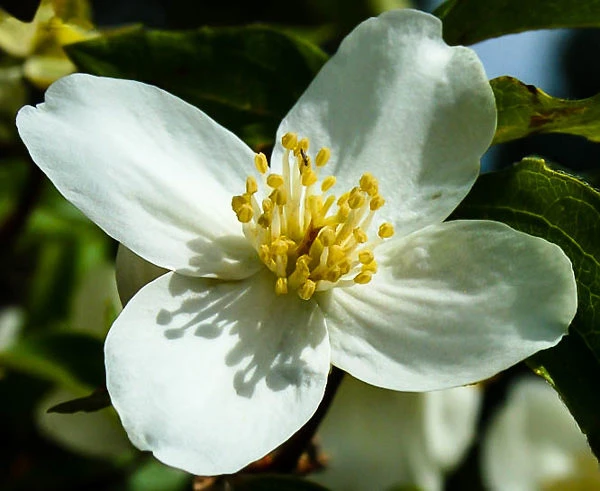 Mock Orange 2 Mock Orange - Image 2