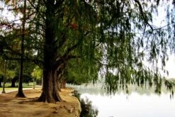 Montezuma Cypress -The Tree Center Store montezuma cypress 3 600x401 1