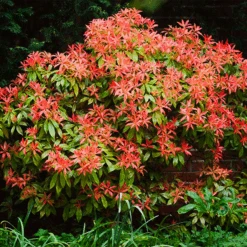 Mountain Fire Pieris