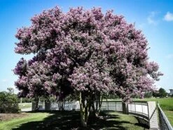 Muskogee Crape Myrtle