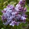 Nadezhda Hope Lilac