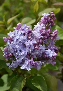 Nadezhda Hope Lilac