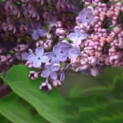 Nadezhda Hope Lilac -The Tree Center Store nadezhda lilac 3 notsureaboutthisone jpg webp