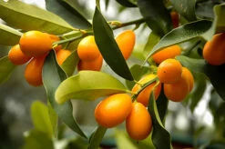 Nagami Kumquat -The Tree Center Store nagami kumquat 1 600x399 1