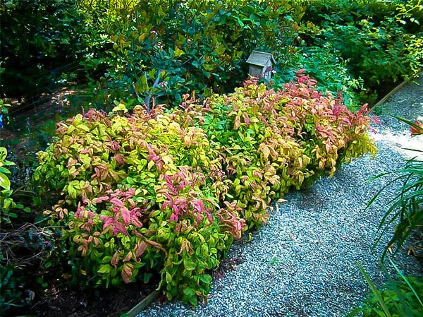Compact Nandina 2 Compact Nandina - Image 2