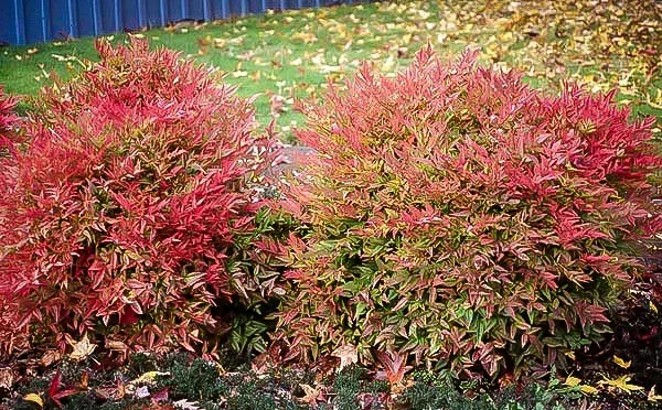 Compact Nandina 1 Compact Nandina