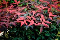 Flirt Nandina -The Tree Center Store nandina flirt 1 600x400 1