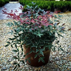Flirt Nandina