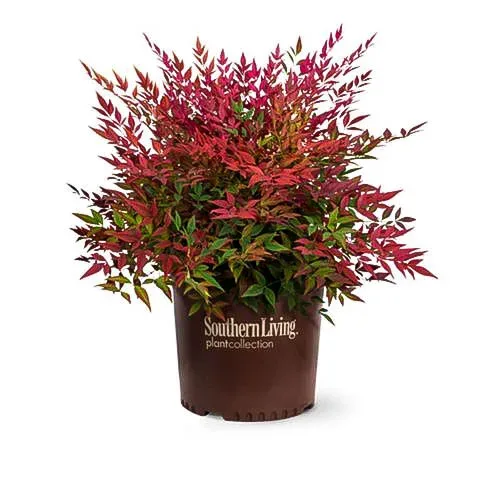 Obsession Nandina 3 Obsession Nandina - Image 3