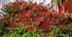 Obsession Nandina 12 Obsession Nandina -The Tree Center Store nandina obsession 3 jpg webp