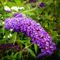 Nanho Blue Butterfly Bush -The Tree Center Store nanho blue butterfly bush 1 jpg webp