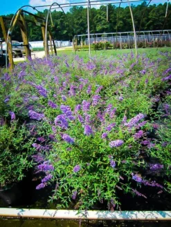 Nanho Blue Butterfly Bush -The Tree Center Store nanho blue butterfly bush 4 jpg webp