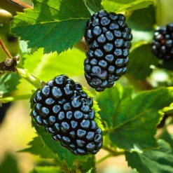 Natchez Thornless Blackberry Bush -The Tree Center Store natchez blackberry 1 600x600 1
