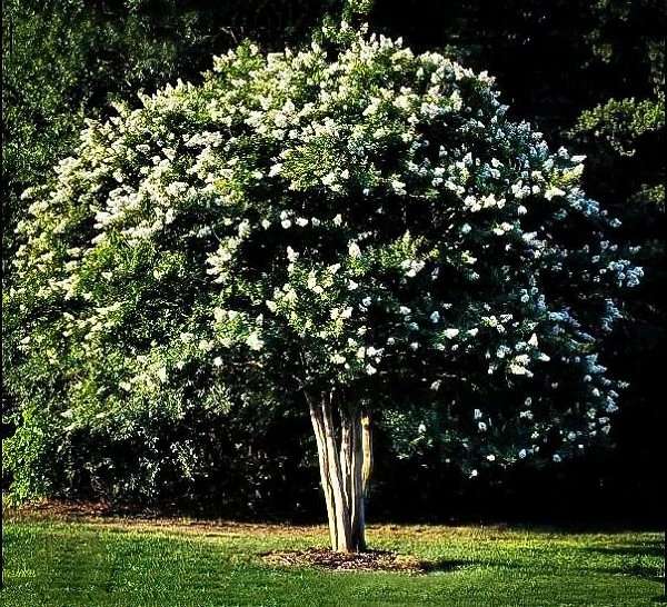 Natchez Crape Myrtle Tree 2 Natchez Crape Myrtle Tree - Image 2