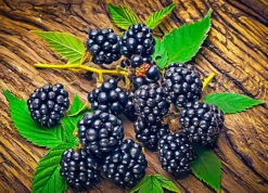 Navaho Thornless Blackberry Bush -The Tree Center Store navaho blackberry 3 600x432 1