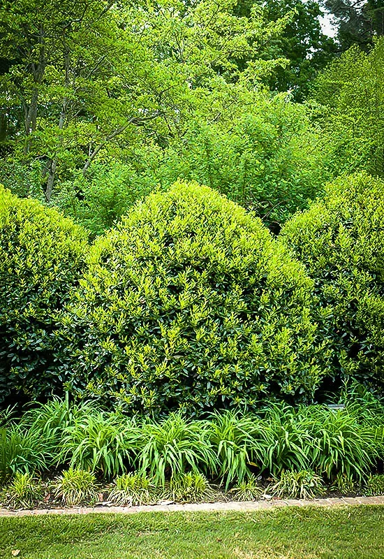 Needlepoint Holly 2 Needlepoint Holly - Image 2