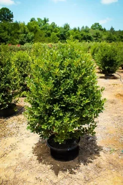 Needlepoint Holly 5 Needlepoint Holly -The Tree Center Store needlepoint holly 3 jpg webp