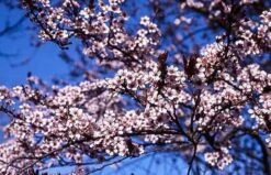 Newport Flowering Plum -The Tree Center Store newport flowering plum 2 600x387 1