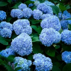 Nikko Blue Hydrangea 8 Nikko Blue Hydrangea -The Tree Center Store nikko blue hydrangea 3 jpg webp