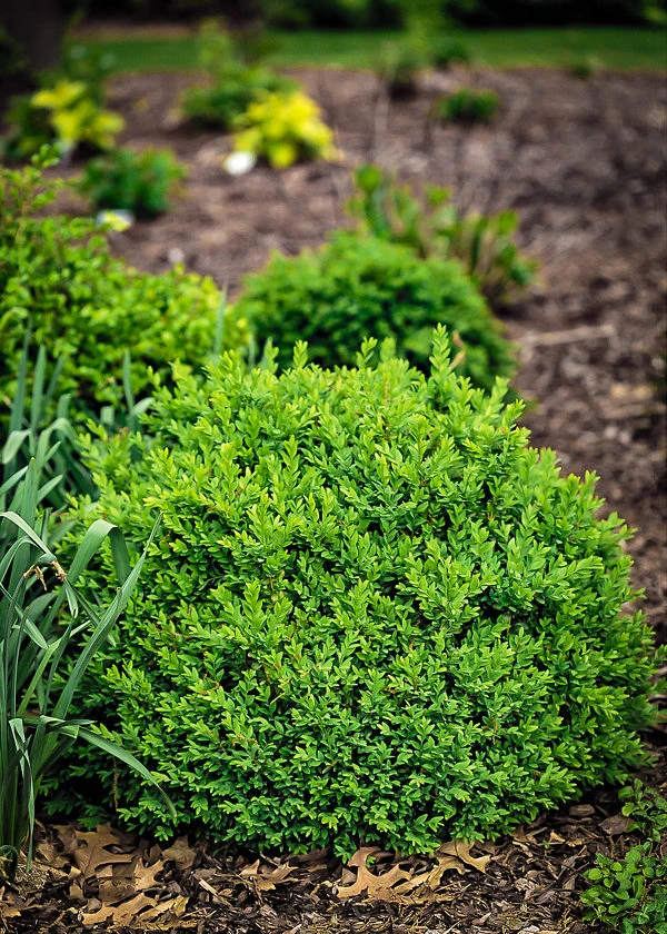 North Star® Boxwood 3 North Star® Boxwood - Image 3