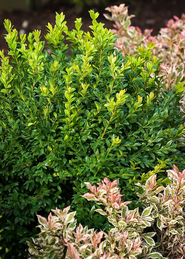 North Star® Boxwood 2 North Star® Boxwood - Image 2