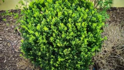 North Star® Boxwood