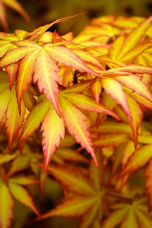Orange Dream Japanese Maple 3 Orange Dream Japanese Maple - Image 3