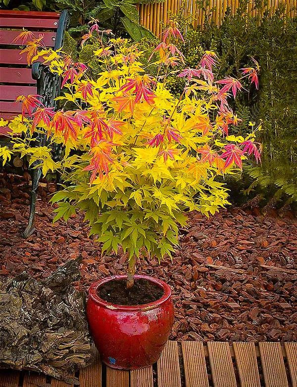 Orange Dream Japanese Maple 1 Orange Dream Japanese Maple